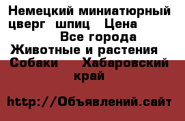 Немецкий миниатюрный(цверг) шпиц › Цена ­ 50 000 - Все города Животные и растения » Собаки   . Хабаровский край